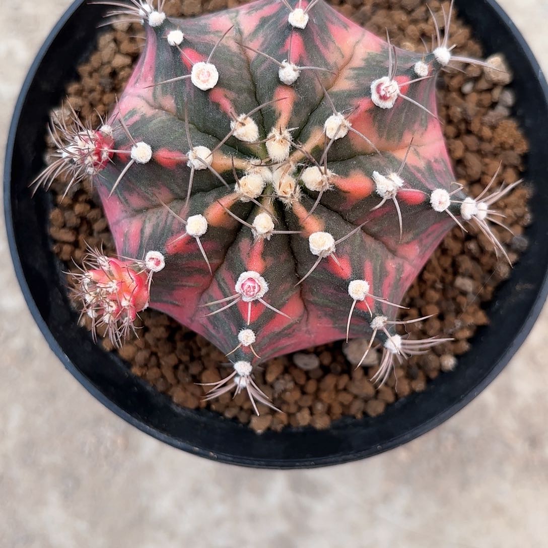 泰系实生米哈仙人球31号