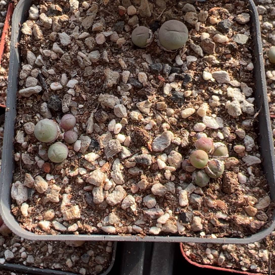 15-125红嘴多肉植物，