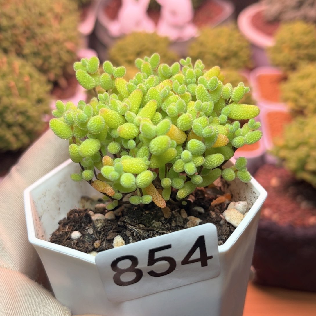 854金桔可爱多肉植物