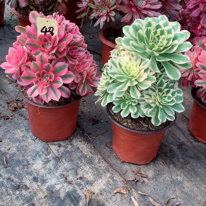 48两颗多肉111111