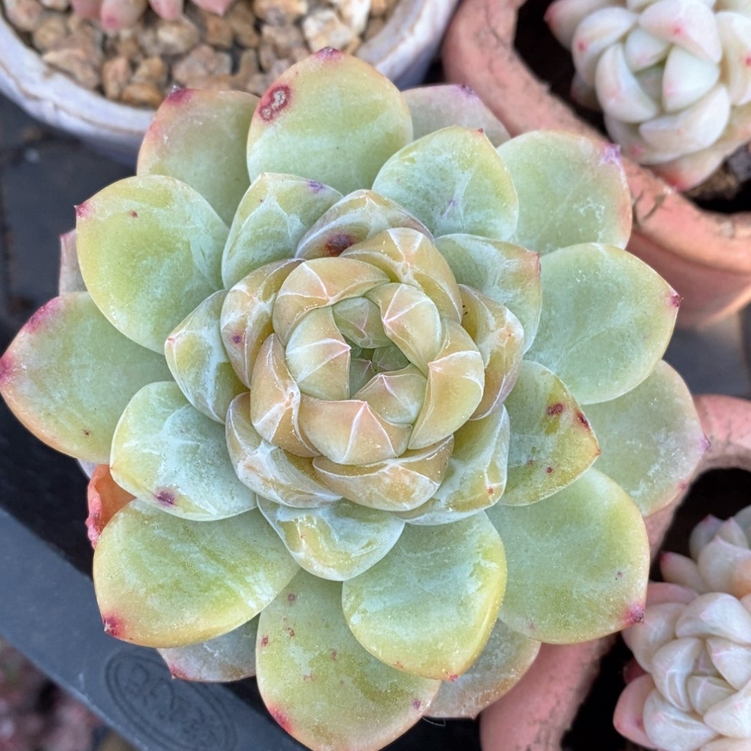 精品多肉一物一拍不包整35