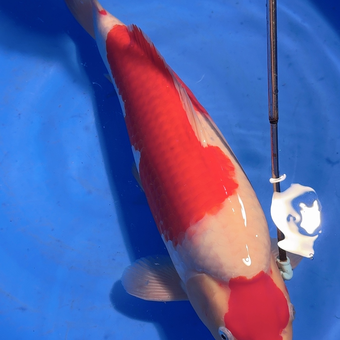 W***.锦鲤阪井红白不包邮