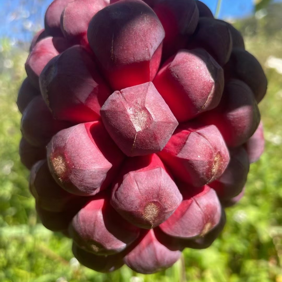 【泡酒专用】云南高山黑老虎布福娜恶魔果实新鲜罕见奇异水果当季