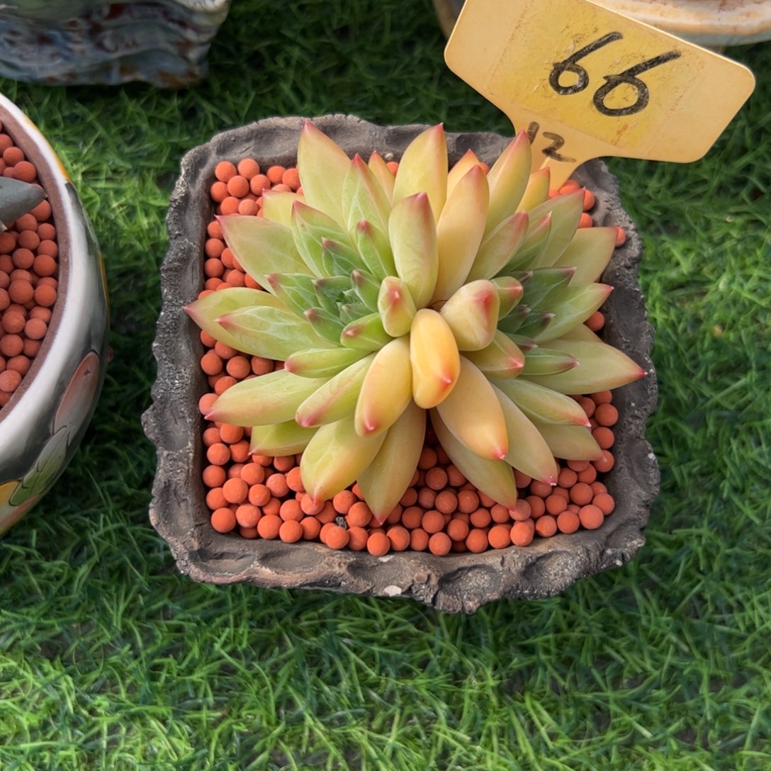 小***站双头甲骨文多肉植物