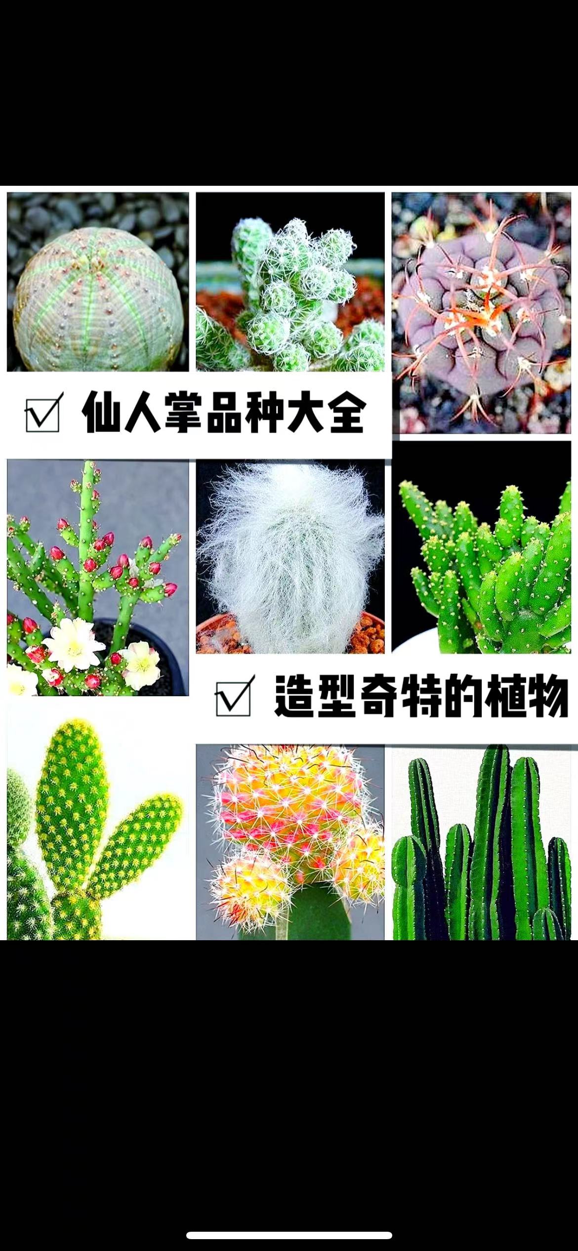 小众植物 一物一拍