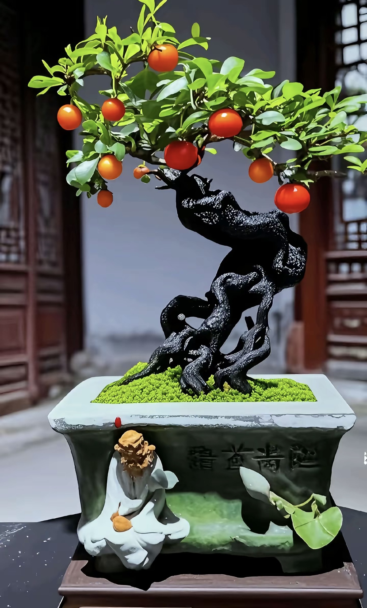 金弹子盆景素材高端盆景福利