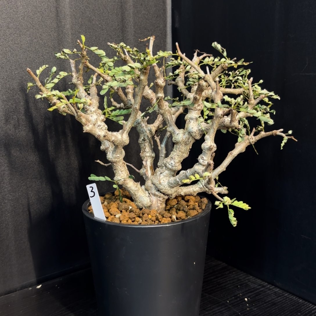 木  沙漠苏木带盆土