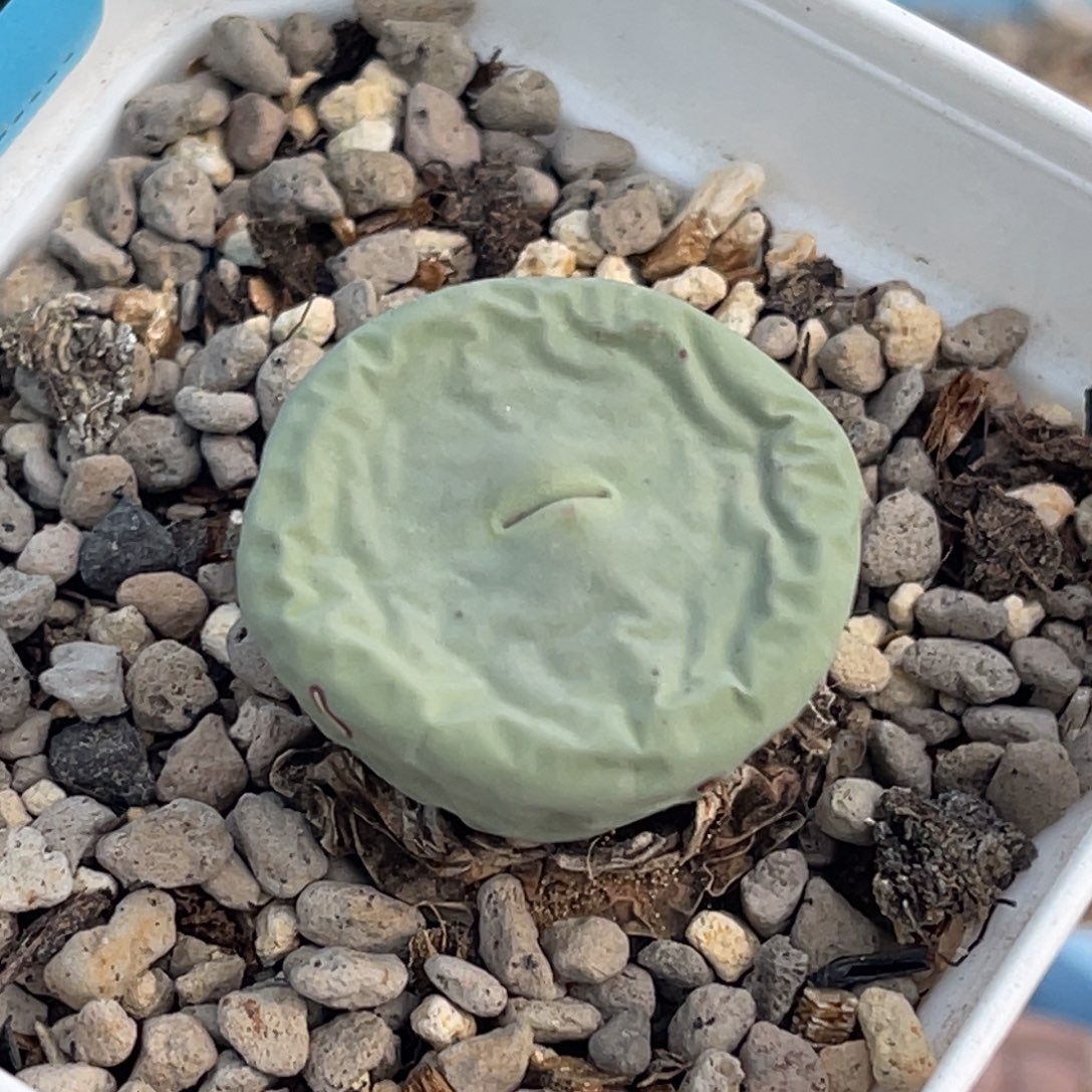 7912小红嘴母本一颗