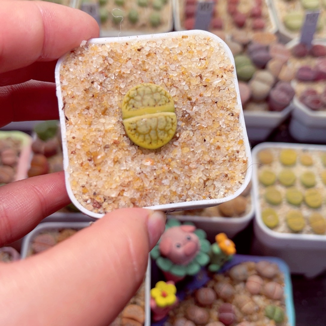 182号带盆包邮发货