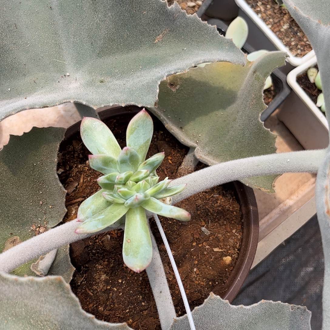 还***六雪花珍妮多肉植物链接