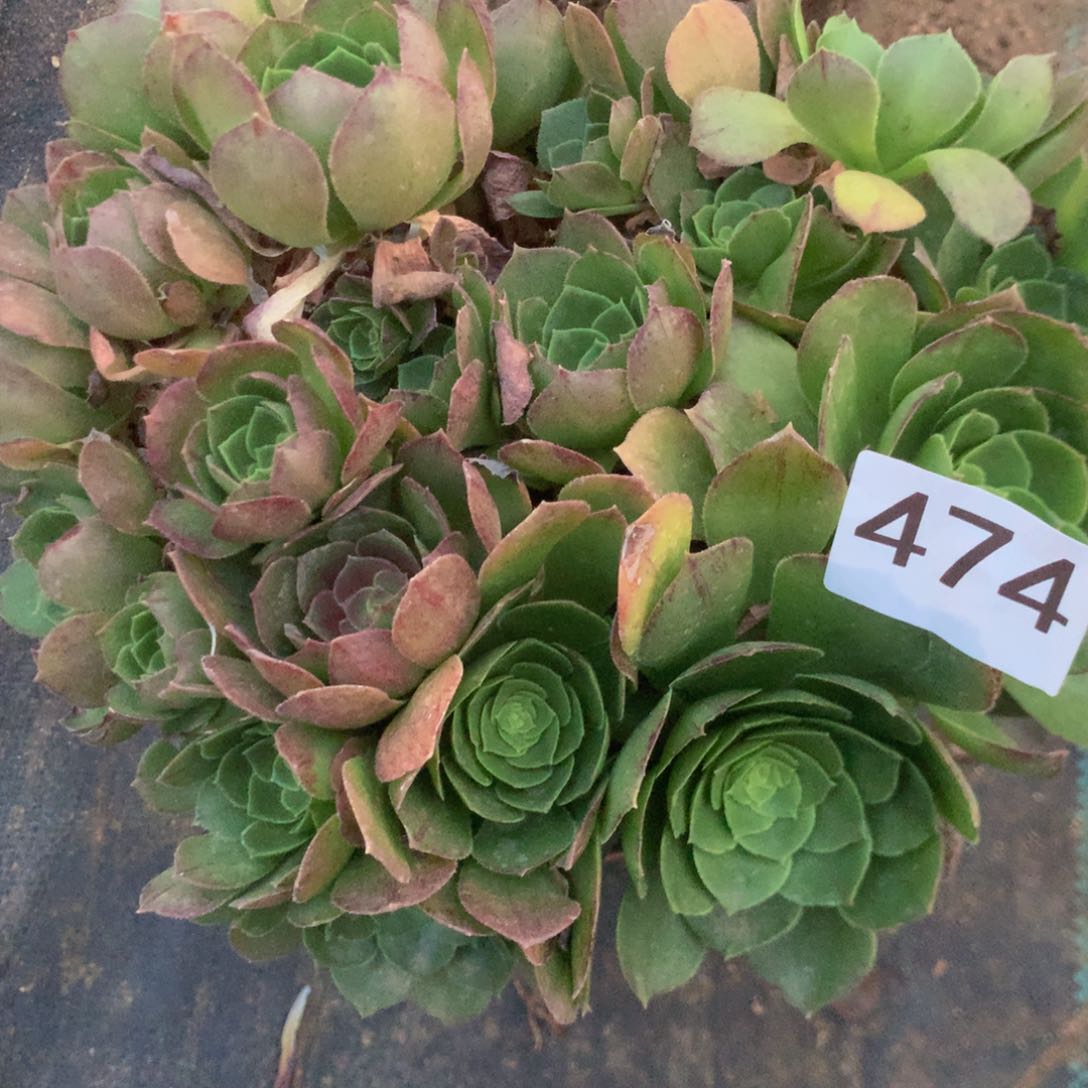 474万圣夜多肉植物