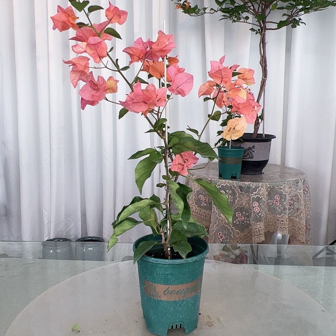 当前无花栽培后可以开花阿达纳一颗