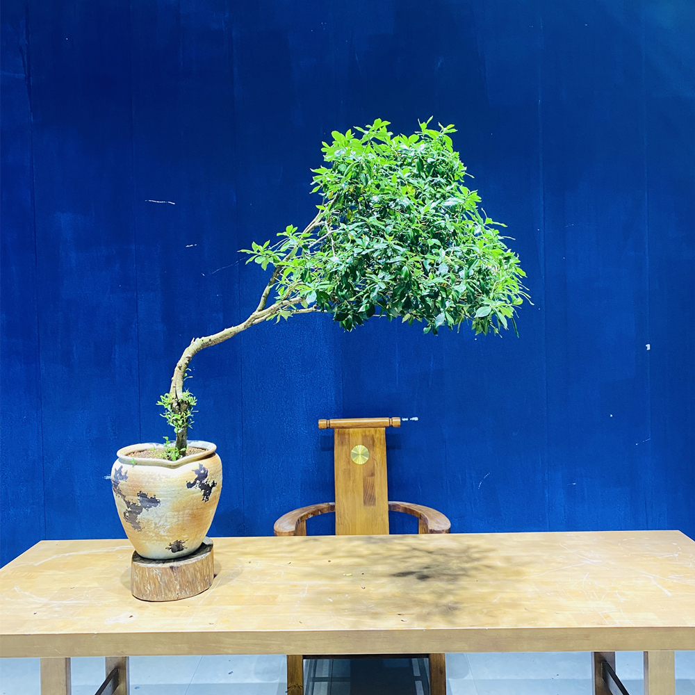 晌往I海岛栀子花右飘 高120冠130茶室绿植花卉盆栽茶台盆景