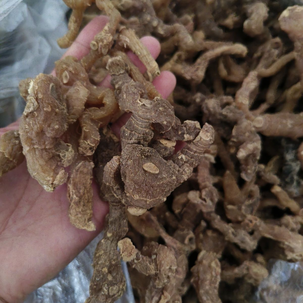 （老虎姜）云南赶集现收山货土特产