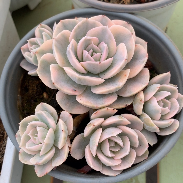 鲁氏锦锦上园艺一物一拍