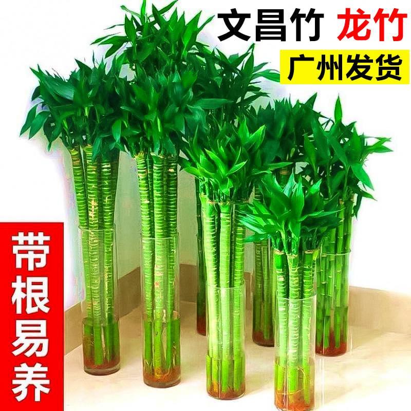 龙竹文昌竹水培绿植物办公室内带根富贵竹子盆栽客厅桌面四季常青