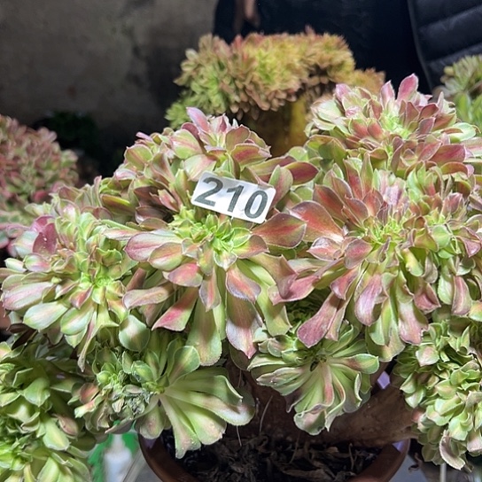 萍***多肉植物一个中班210