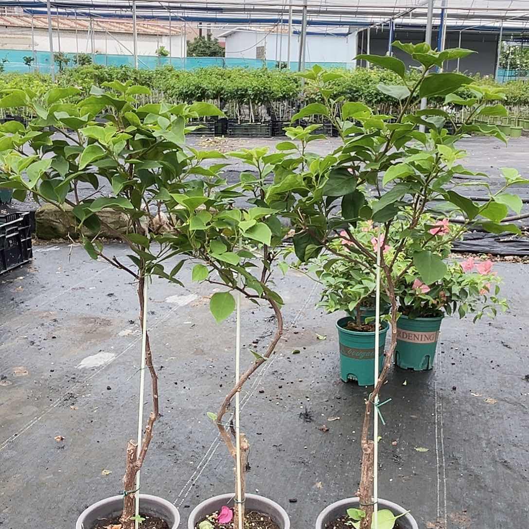 当前无花栽培后可以开花绿樱棒棒糖一颗