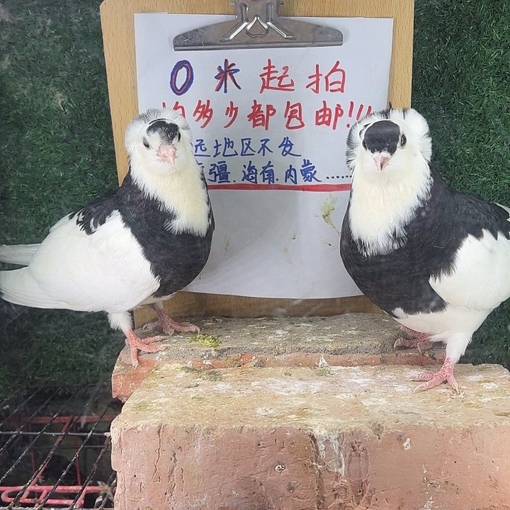 熬***宵15天中国大陆黑仙女12号笼