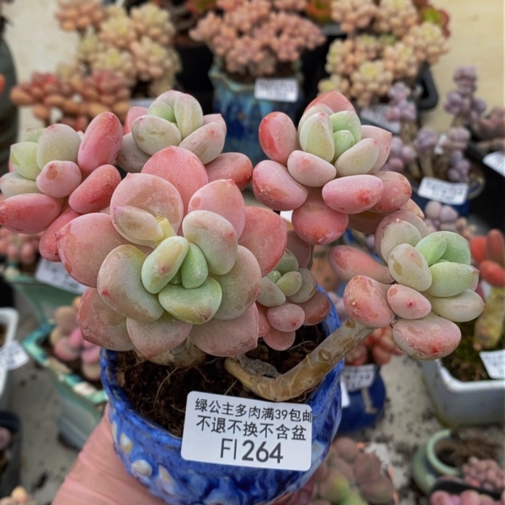 樱花洛神老桩10cm264多肉植物