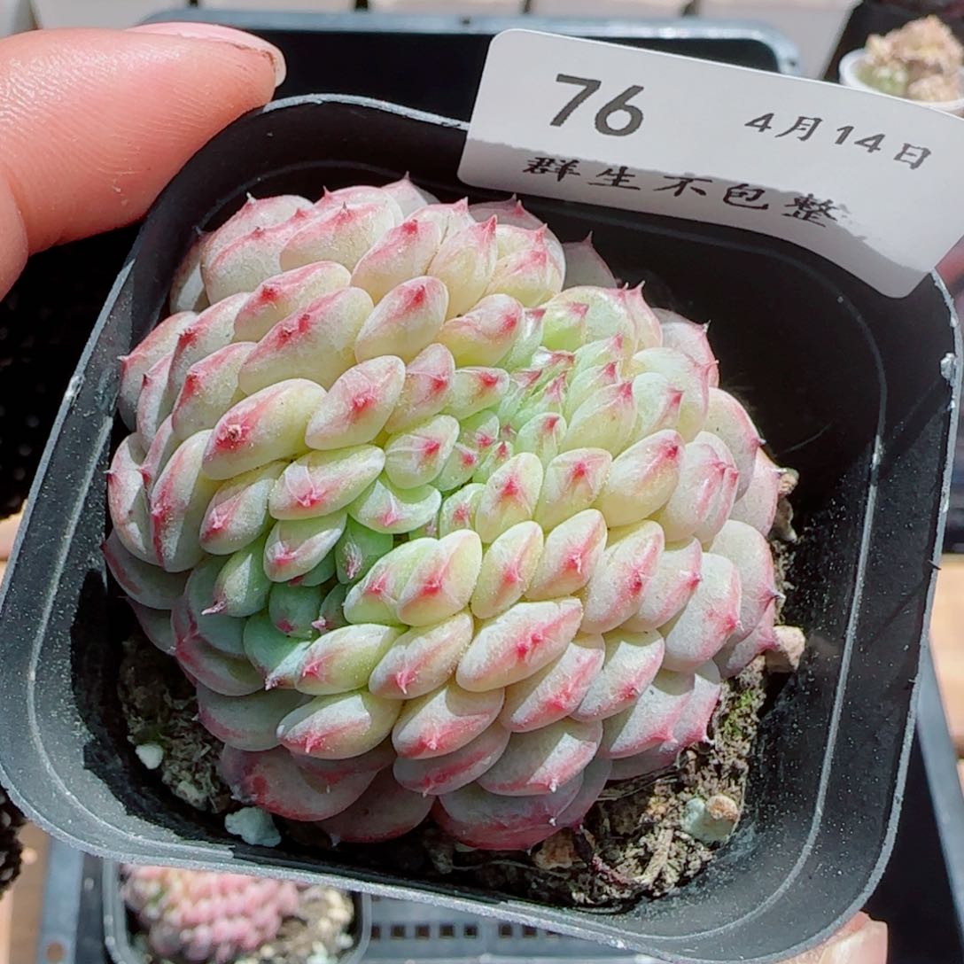白胖子缀化0414-76