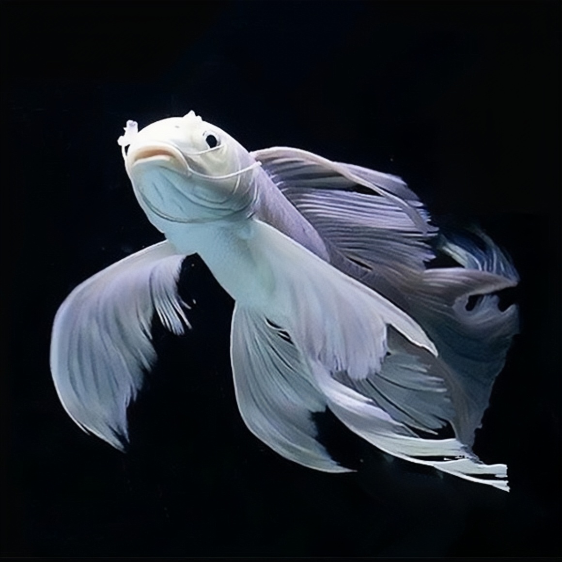 16-18贵妃白普身蝴蝶鲤观赏鱼冷水好耐活群养赛级渔场直发