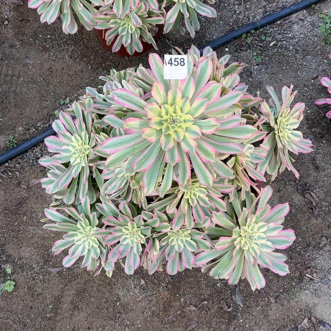 多肉法师粉钻458