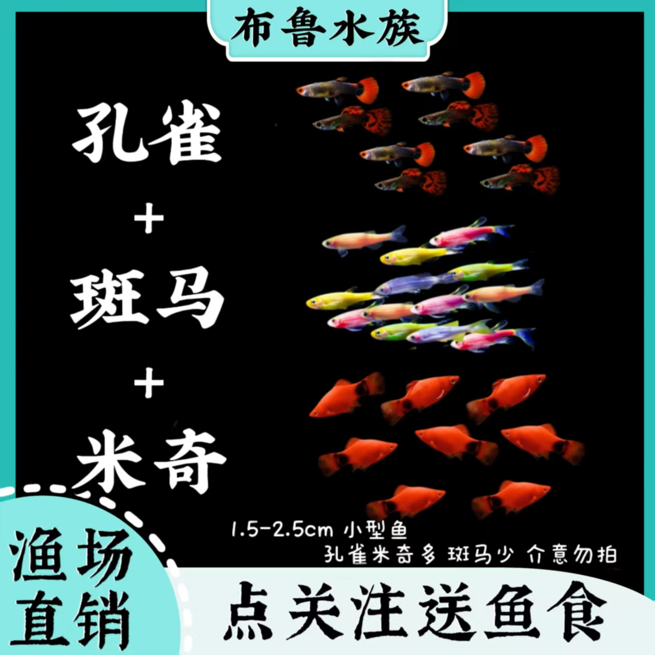 孔雀鱼+斑马鱼+米奇鱼组合小型热带观赏鱼好养耐活适合1