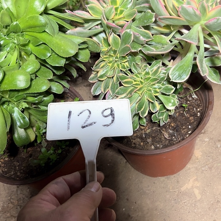 多肉植物组合2个