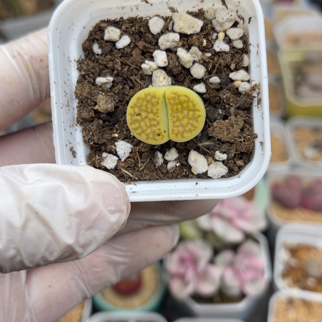 多肉植物一物一拍27