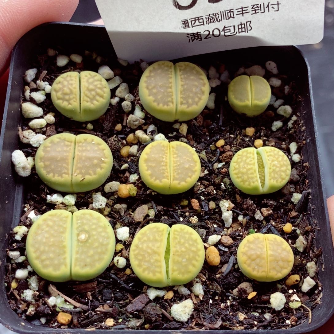 我的小姐姐们都是我098