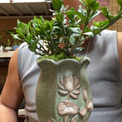 红陶一物一拍所见即所得109