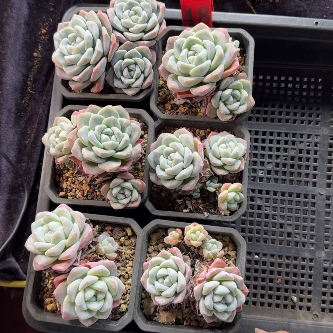冰玉6颗带盆发不包整48