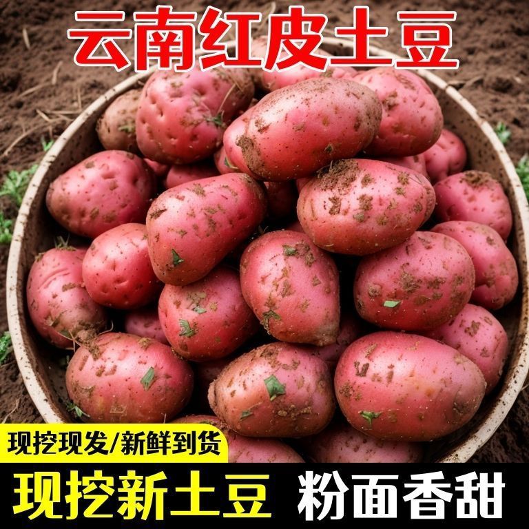 云南红皮黄心土豆新鲜现挖软糯粉面小洋芋