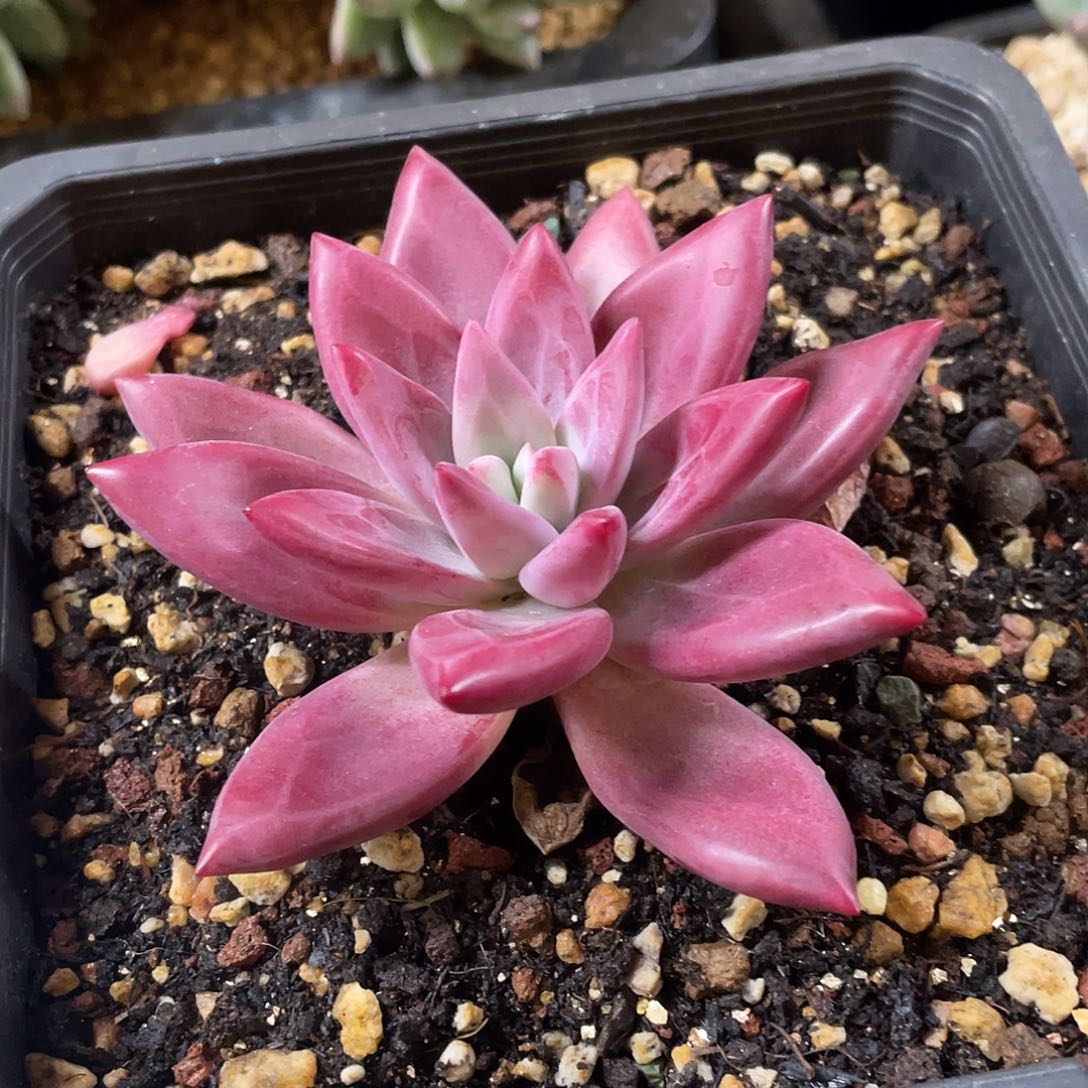 多肉植物的生长发育与生长