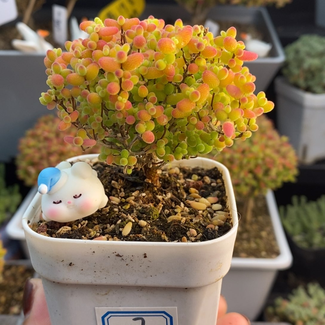 完全开放7号蜜橘糖球（6.5cm）