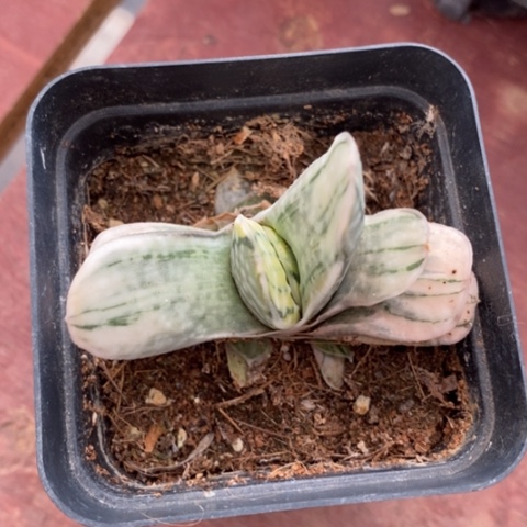 富士锦单6仙人球