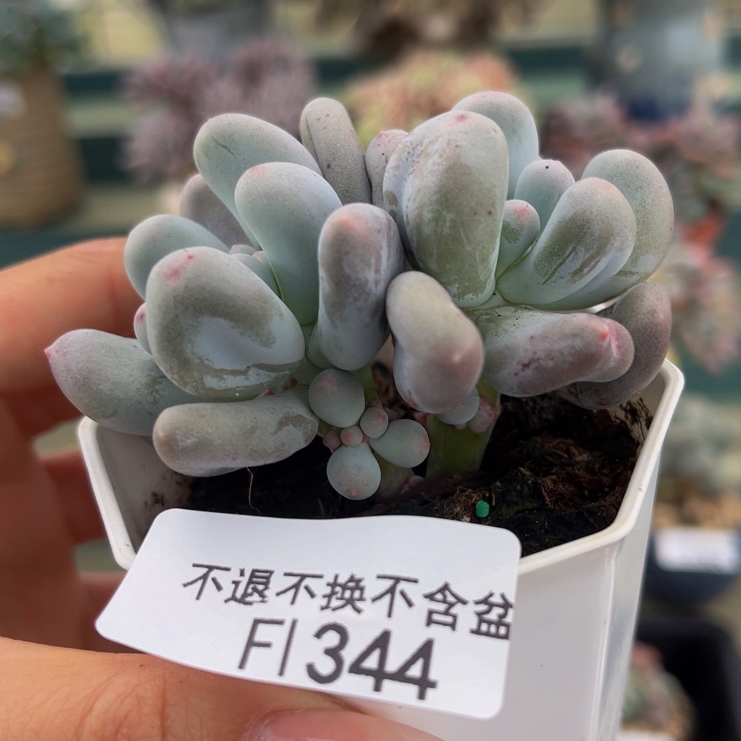 344-米可奶多肉5cm