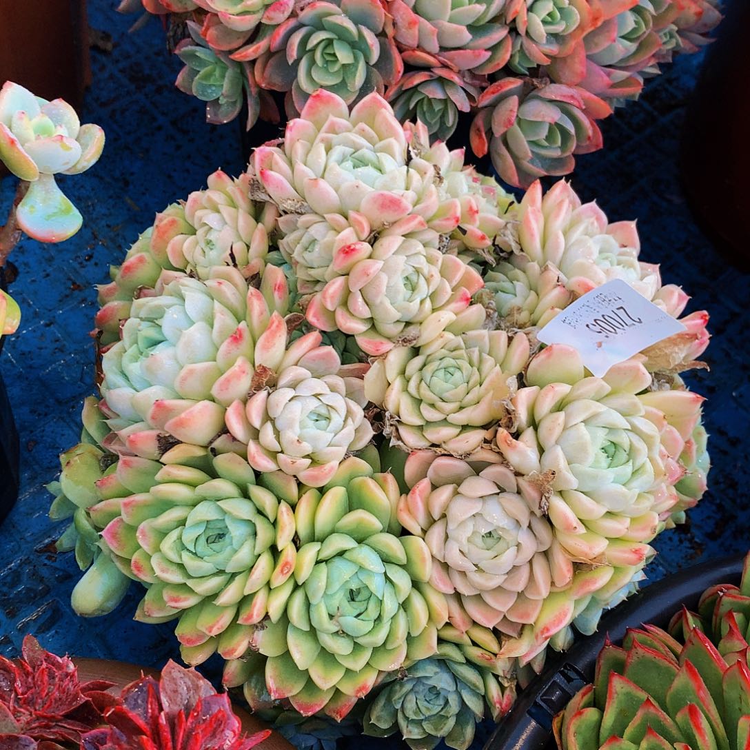 花***夏   白月影多肉27005