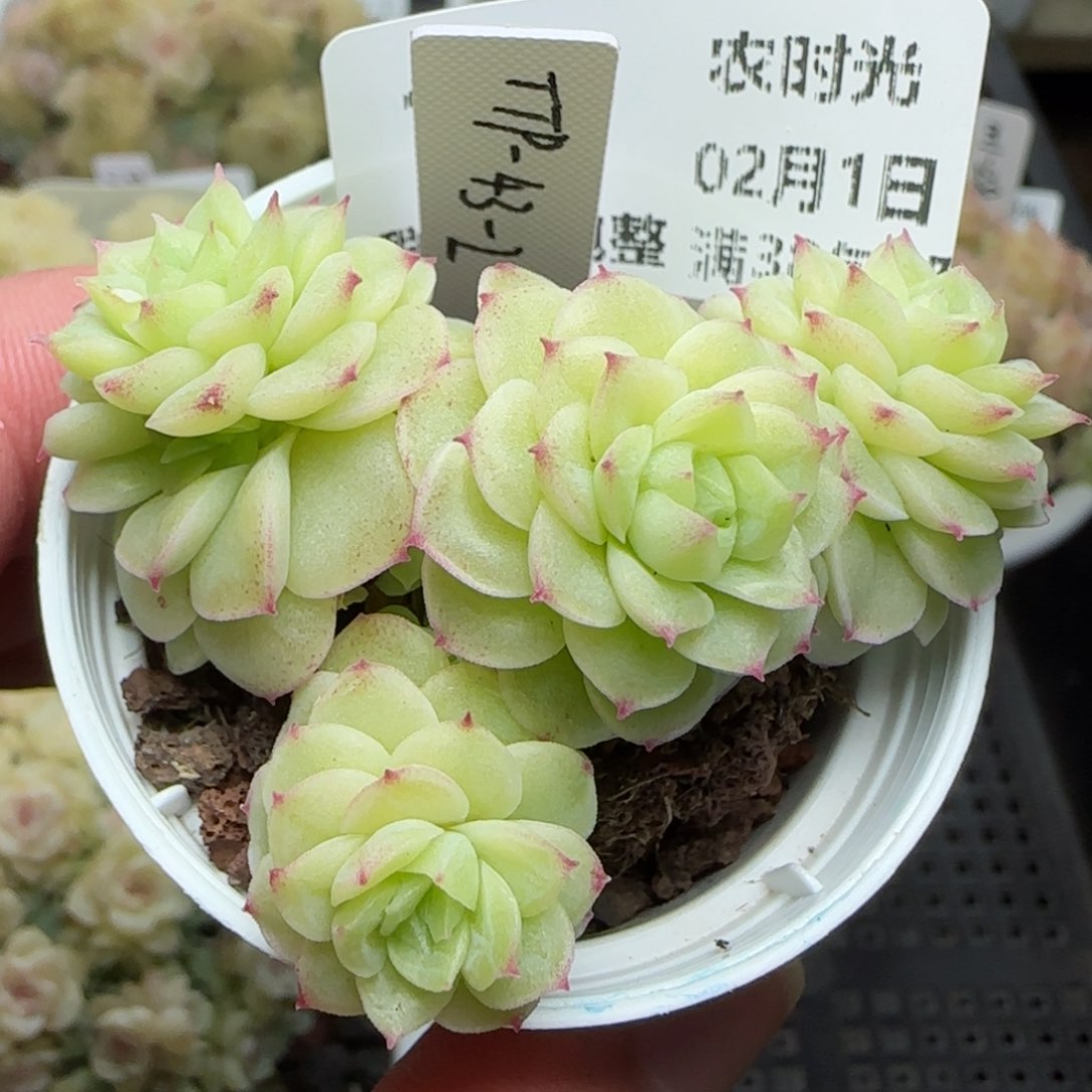 0201-177（TTP-43-2）