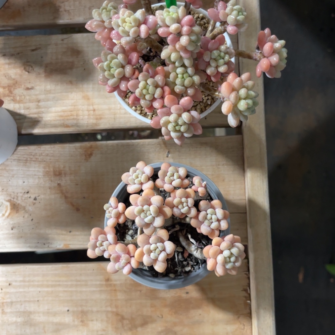 小***堡云尘多肉一物一拍977