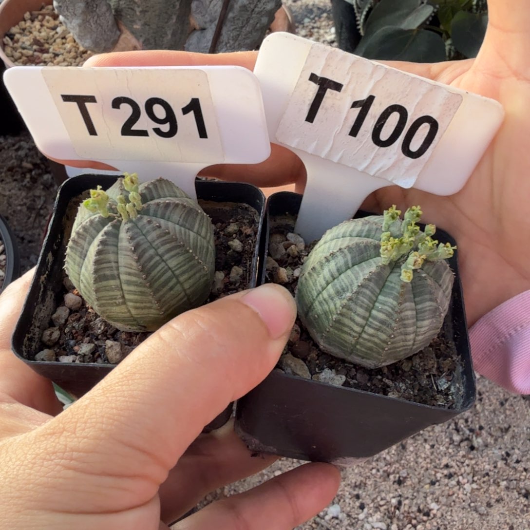 开播福利2颗布纹球带盆发