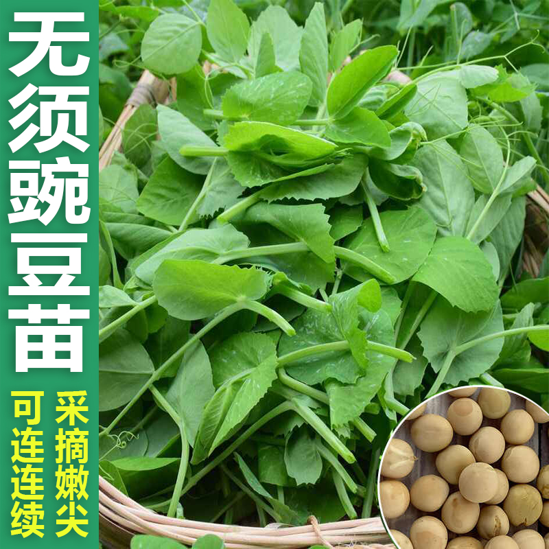 无须豌豆尖种子甜豌豆苗种籽四季蔬菜孑荷兰豆菜碗豆苗种吃苗专吃