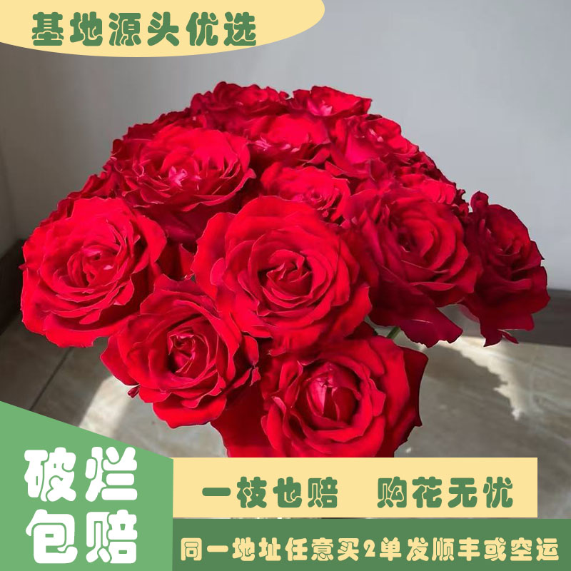 【基地源头优选】 法兰西红玫瑰     任意两单发顺丰或空运