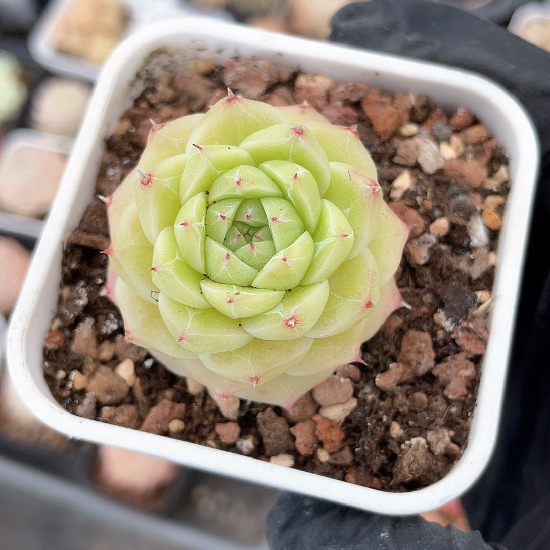 优选麦秆精品252