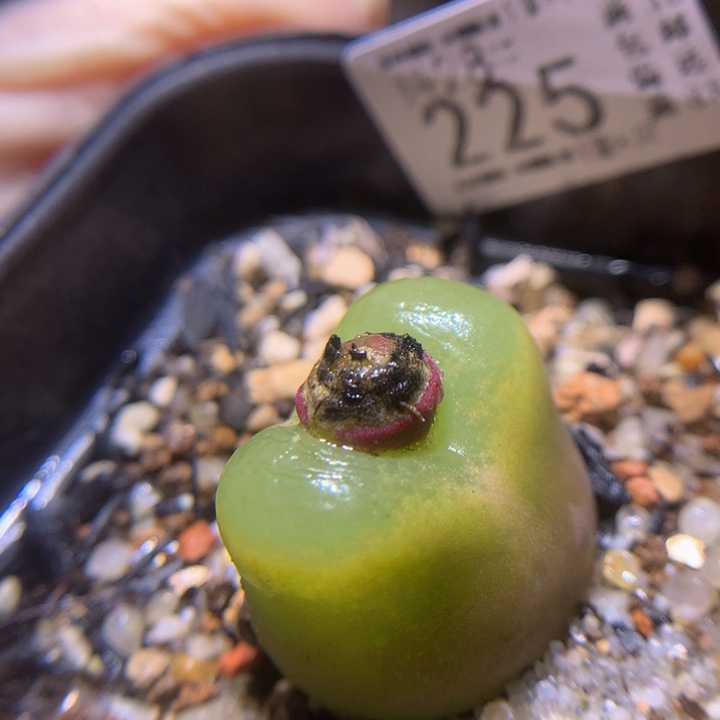 精品生石花28.225