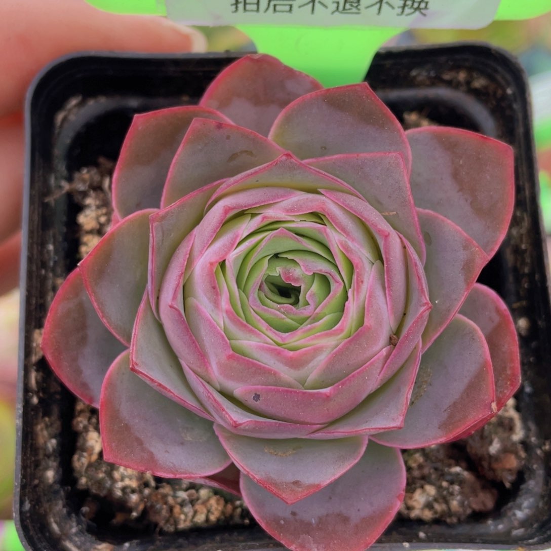 金扶摇玫瑰J180一物一拍