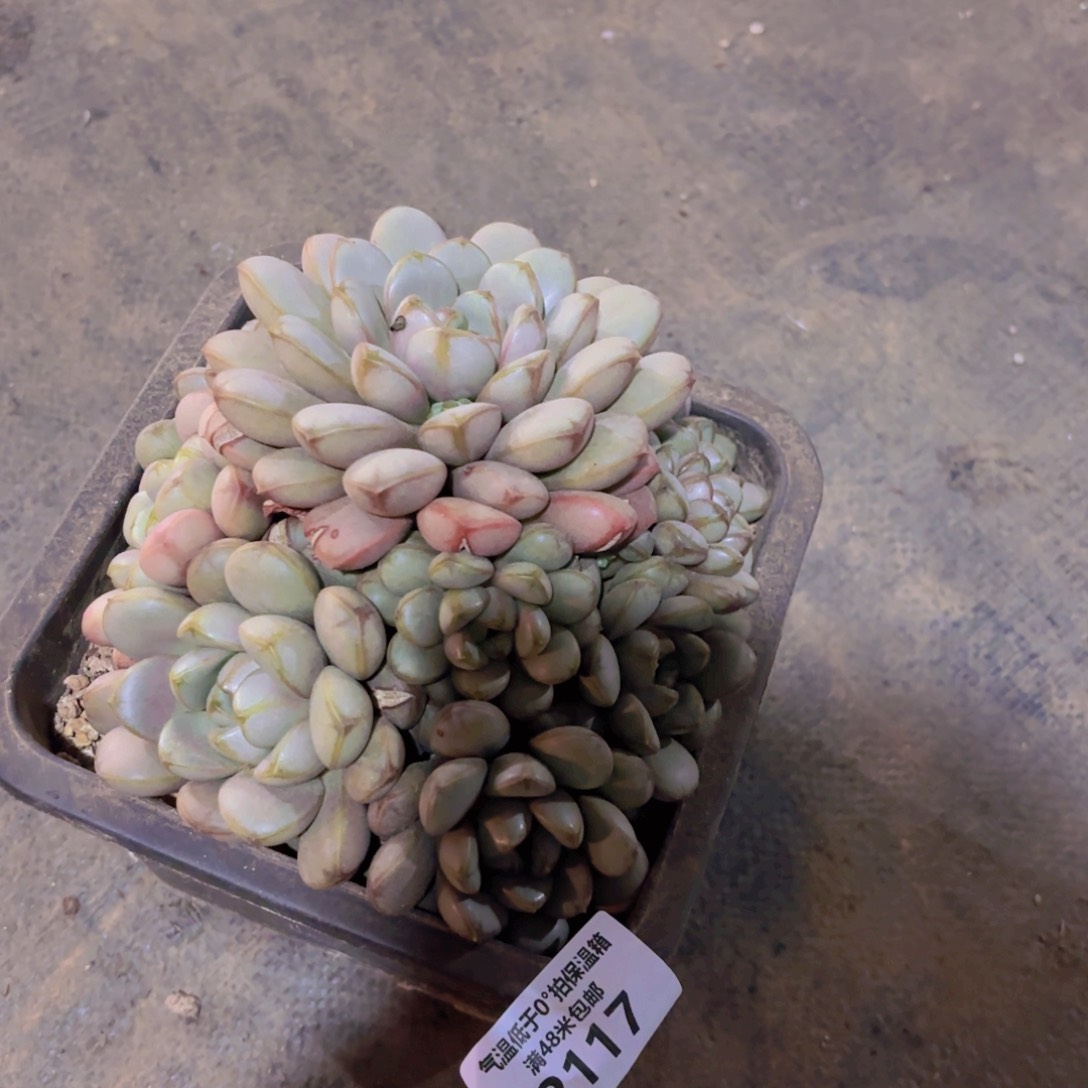 姑*奶2117ghh来来来咯哦咯哦哦