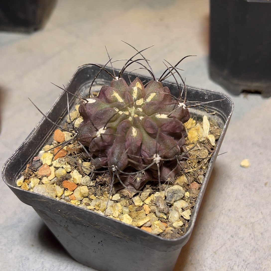 豪刺紫皮豹头仙人球