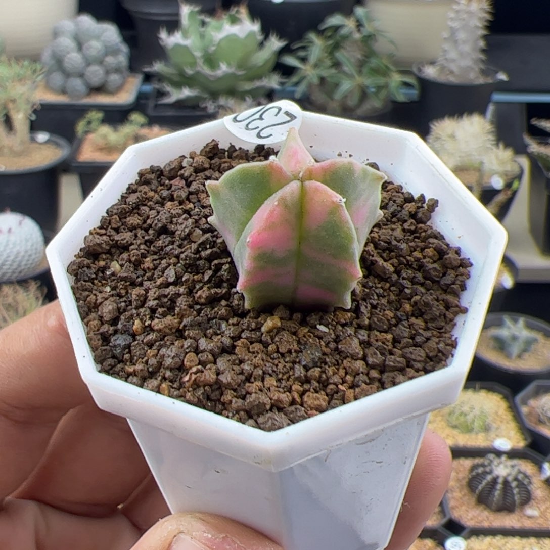 鸾凤玉锦2一物一拍230